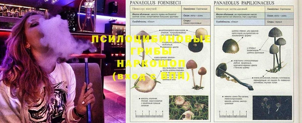 ПСИЛОЦИБИНОВЫЕ ГРИБЫ Алексеевка